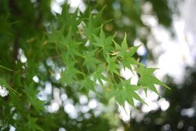 maple green leaf macro nature