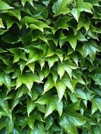 green vine leaves background