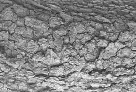 black and white picture of a tree bark