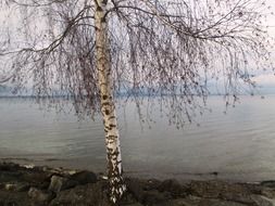 tree birch romanshorn winter