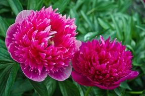 flowers flower spring summer