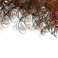 curly tree branches on a white background