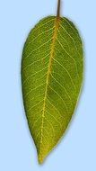 leaf pear blattstrucktur