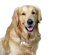 dog golden retriever