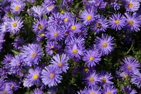 purple asters