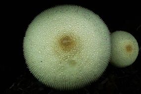 mushrooms mushroom black background