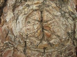 tree knot bark texture natural