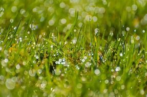 green grass in rain