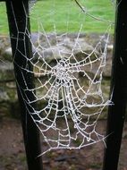 spider web frozen cold