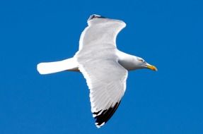 soaring white seagull on a blue background