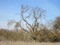 tree nature plant background