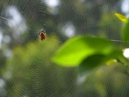 spider web pattern trap net