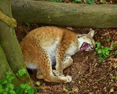 red lynx fur points nature cat