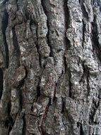 bark pine texture trunk