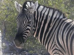 zebra namibia animals african