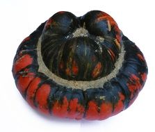 pumpkin fall gourd halloween