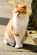 adorable dreamy red and white cat