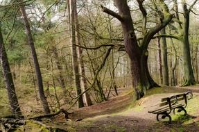 bench forest tree trees branch