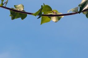 nature background blue sky
