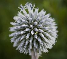 thistle on a background of nature