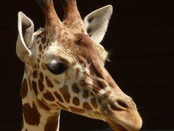 reticulated giraffe africa