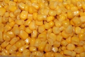 corn background food kernels