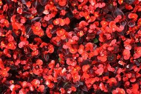 begonia flower plant nature red