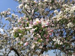 tree flowers apple spring