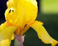 yellow iris flower petals blooming