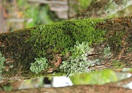 moss lichen close up nature plant