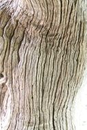 wood tree bark old nature natural