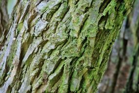 tree trunk bark rough textured