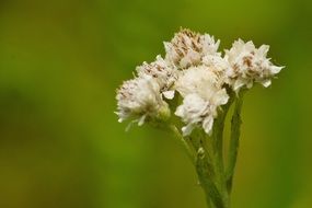 white flower green background plant