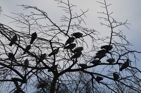 bird pigeon tree animals branch