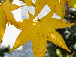 autumn leaves colorful nature fall