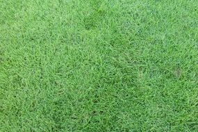 lawn green garden wallpaper grass