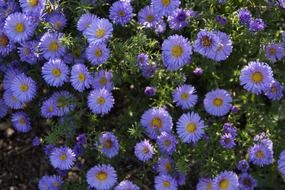 blue aster in the flowerbed