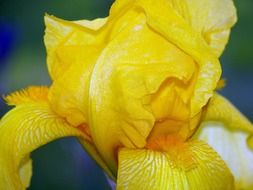 iris yellow flower blooms blooming