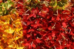 artificial background bloom blossom