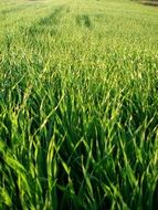 field of green field in spring