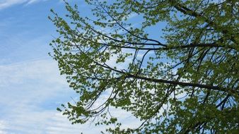 branches leaves sky green spring