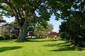 Summer rural landscape