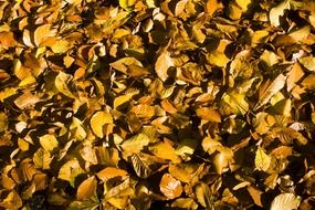 dekblaetter beech ground forest