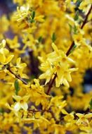 spring yellow flowers forsythia