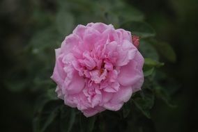 wallpaper with garden pink rose