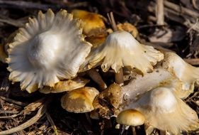 fungus white brown mushrooms