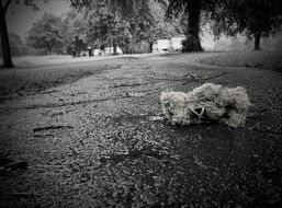lost teddy bear toy sadness pet