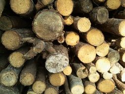 wood logs nature rough background