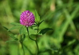 clover meadow plant red green
