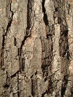 bark wood texture brown pattern